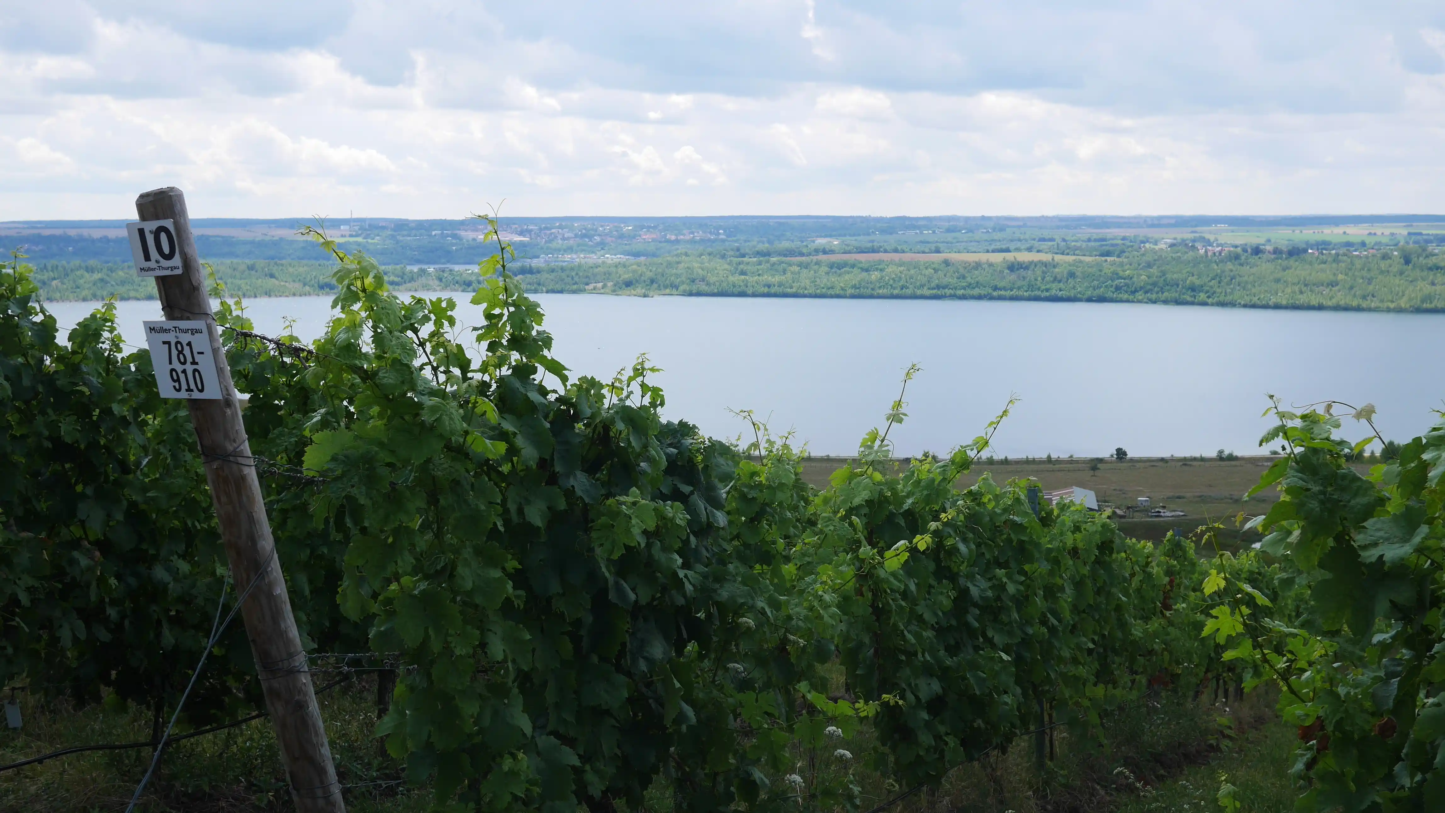 Der Weinberg am Geiseltal
