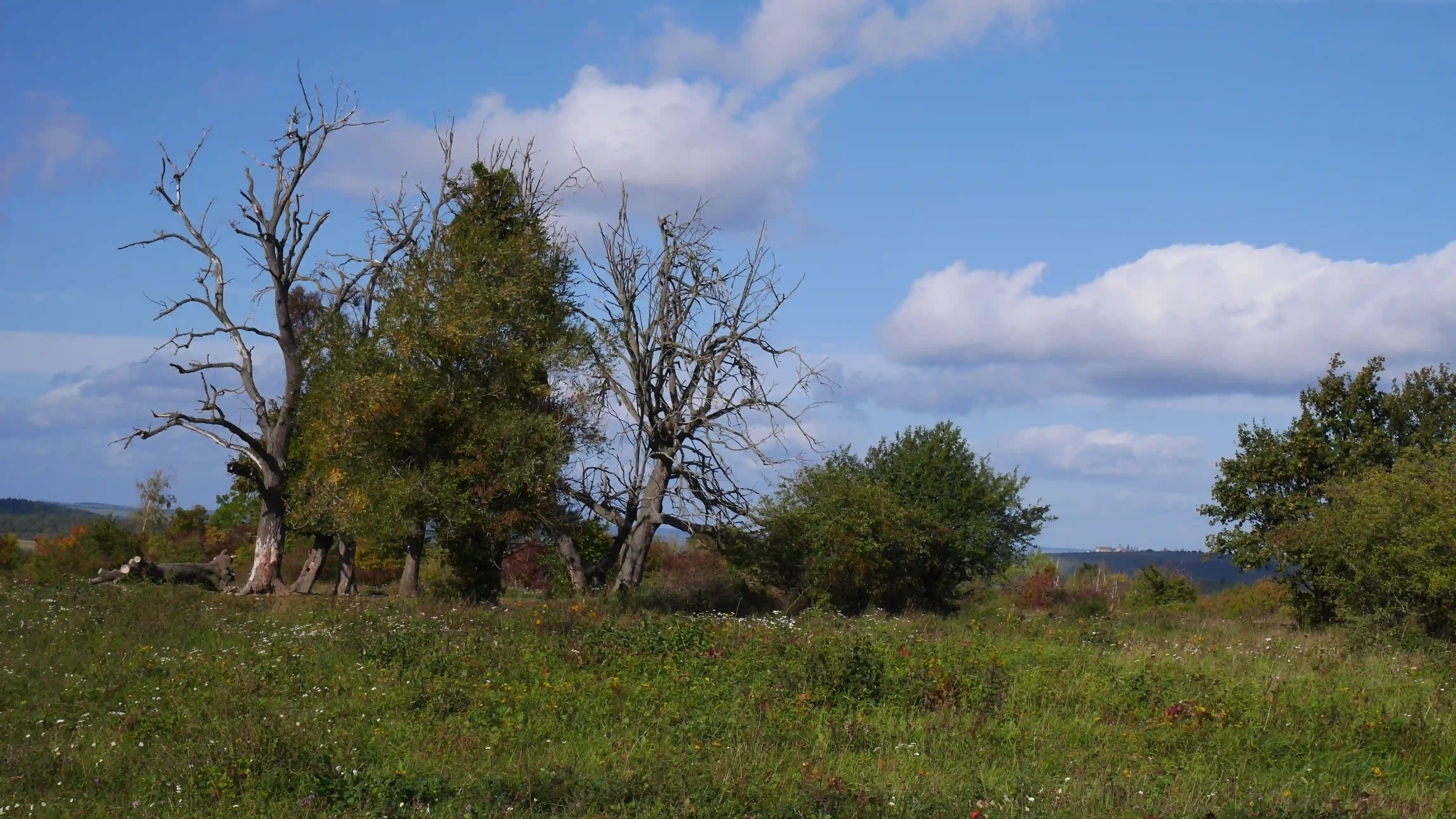 Am Kloster Zscheiplitz